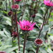 Třapatkovka nachová 'Fatal Attraction' - Echinacea purpurea 'Fatal Attraction'