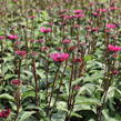 Třapatkovka nachová 'Fatal Attraction' - Echinacea purpurea 'Fatal Attraction'