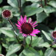 Třapatkovka nachová 'Fatal Attraction' - Echinacea purpurea 'Fatal Attraction'