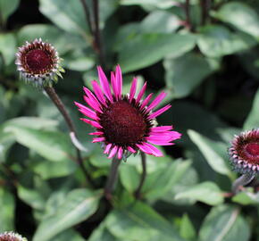 Třapatkovka nachová 'Fatal Attraction' - Echinacea purpurea 'Fatal Attraction'