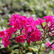 Plamenka latnatá 'Kirchenfürst' - Phlox paniculata 'Kirchenfürst'