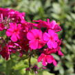 Plamenka latnatá 'Kirchenfürst' - Phlox paniculata 'Kirchenfürst'