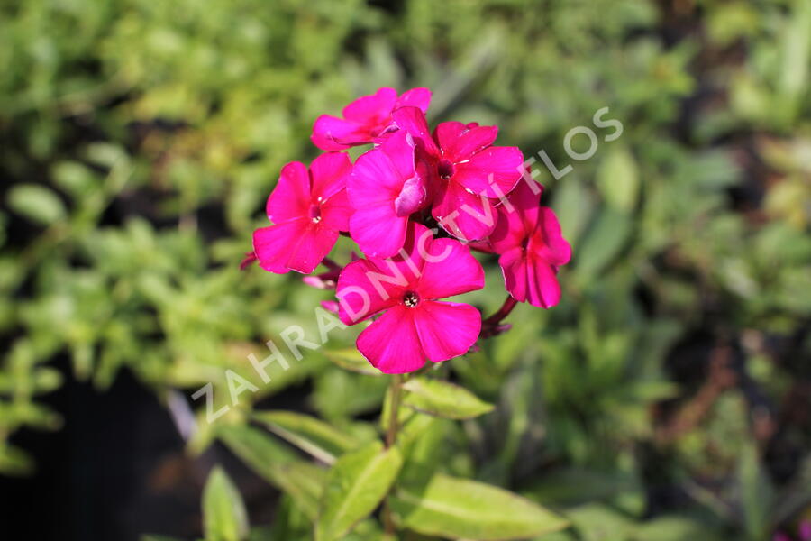 Plamenka latnatá 'Kirchenfürst' - Phlox paniculata 'Kirchenfürst'