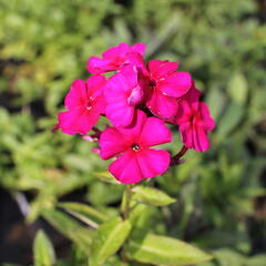 Plamenka latnatá 'Kirchenfürst' - Phlox paniculata 'Kirchenfürst'