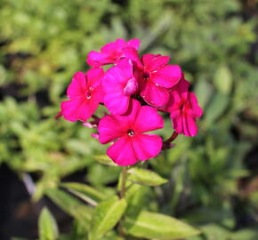 Plamenka latnatá 'Kirchenfürst' - Phlox paniculata 'Kirchenfürst'