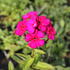 Phlox paniculata 'Kirchenfürst'.JPG