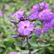 Plamenka latnatá 'Amethyst' - Phlox paniculata 'Amethyst'