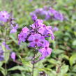 Plamenka latnatá 'Amethyst' - Phlox paniculata 'Amethyst'