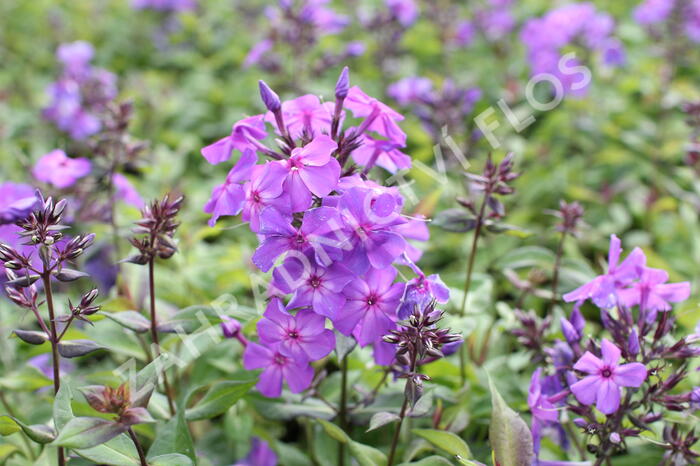 Plamenka latnatá 'Amethyst' - Phlox paniculata 'Amethyst'