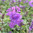 Plamenka latnatá 'Amethyst' - Phlox paniculata 'Amethyst'