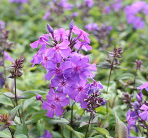 Plamenka latnatá 'Amethyst' - Phlox paniculata 'Amethyst'