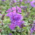 Phlox paniculata 'Amethyst'.JPG