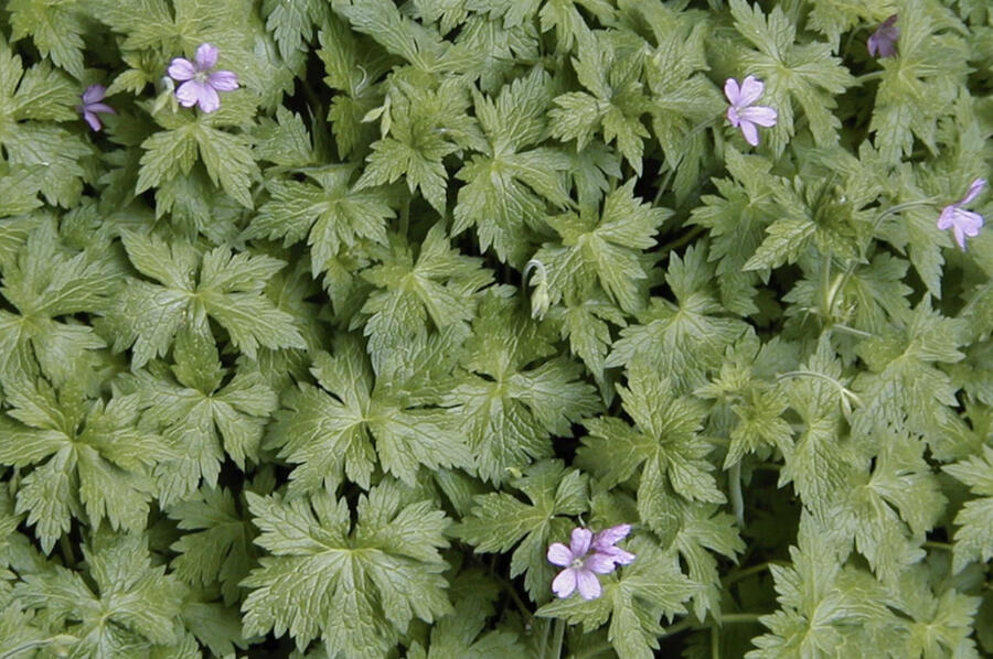 Kakost Endressův - Geranium endressii