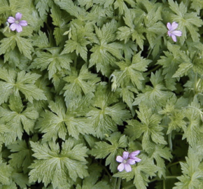 Kakost Endressův - Geranium endressii