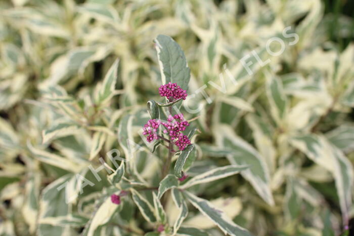 Sadec 'Capri' - Eupatorium fortunei 'Capri'