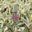 Sadec 'Capri' - Eupatorium fortunei 'Capri'