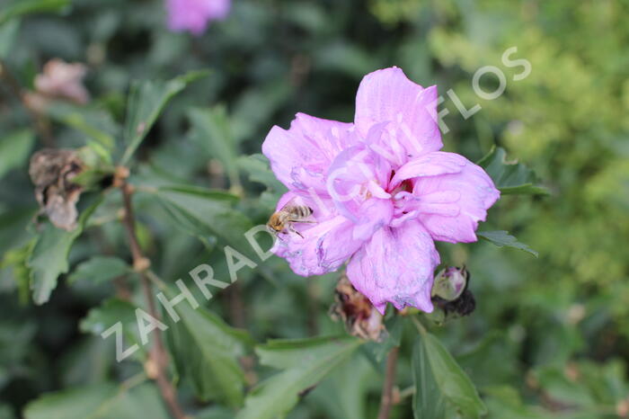 Ibišek syrský 'Ardens' - Hibiscus syriacus 'Ardens'