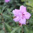 Ibišek syrský 'Ardens' - Hibiscus syriacus 'Ardens'