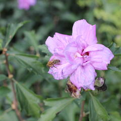 Ibišek syrský 'Ardens' - Hibiscus syriacus 'Ardens'