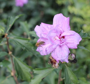 Ibišek syrský 'Ardens' - Hibiscus syriacus 'Ardens'