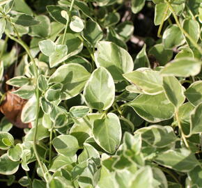 Barvínek menší 'Variegata' - Vinca minor 'Variegata'