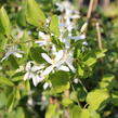 Plamének 'Early Snow' - Clematis terniflora 'Early Snow'