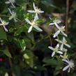 Plamének 'Early Snow' - Clematis terniflora 'Early Snow'