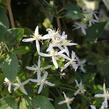 Plamének 'Early Snow' - Clematis terniflora 'Early Snow'