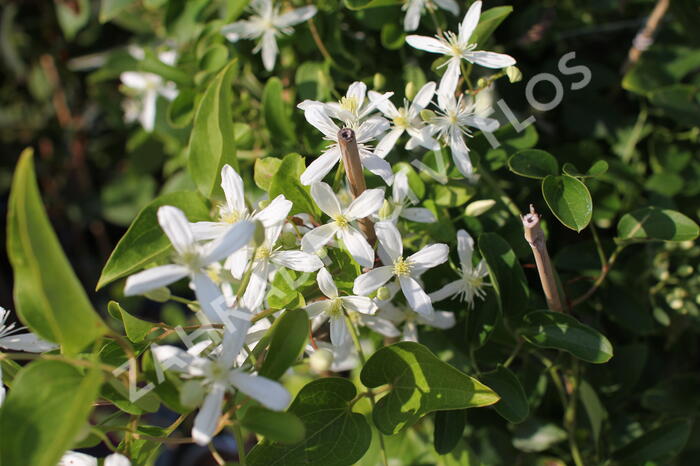 Plamének 'Early Snow' - Clematis terniflora 'Early Snow'