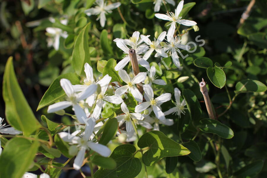 Plamének 'Early Snow' - Clematis terniflora 'Early Snow'