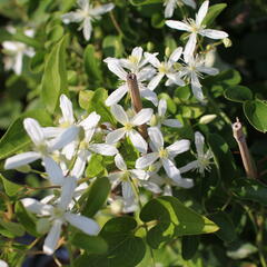 Plamének 'Early Snow' - Clematis terniflora 'Early Snow'