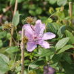 Plamének 'Hagley Hybrid' - Clematis 'Hagley Hybrid'