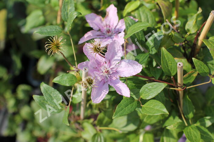 Plamének 'Hagley Hybrid' - Clematis 'Hagley Hybrid'