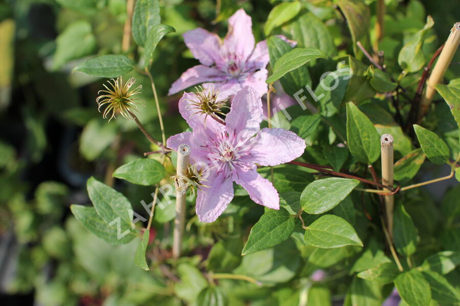 Plamének 'Hagley Hybrid' - Clematis 'Hagley Hybrid'