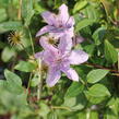 Plamének 'Hagley Hybrid' - Clematis 'Hagley Hybrid'