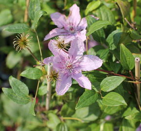 Plamének 'Hagley Hybrid' - Clematis 'Hagley Hybrid'