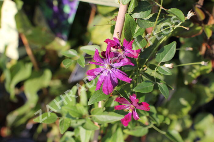 Plamének 'Sweet Summer Love' - Clematis flammula 'Sweet Summer Love'