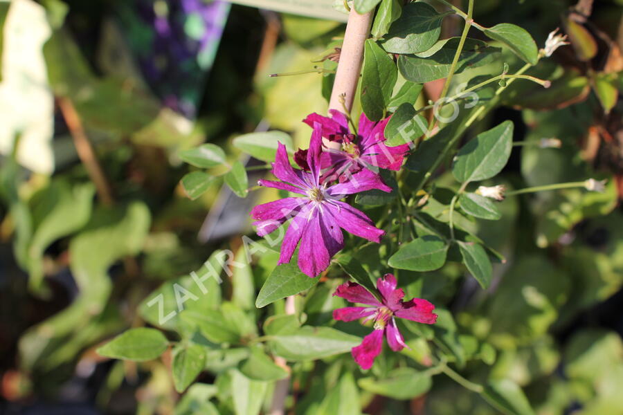 Plamének 'Sweet Summer Love' - Clematis flammula 'Sweet Summer Love'