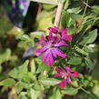 Plamének 'Sweet Summer Love' - Clematis flammula 'Sweet Summer Love'