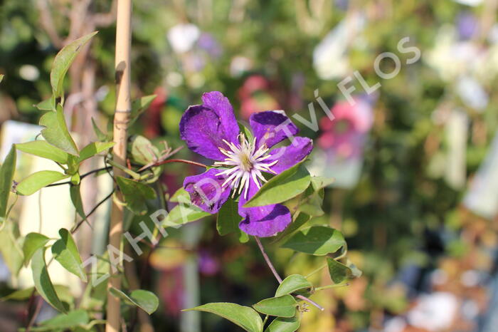 Plamének 'Neonka' - Clematis 'Neonka'