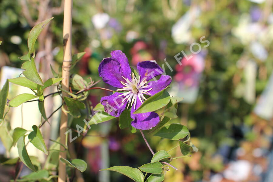 Plamének 'Neonka' - Clematis 'Neonka'