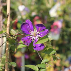 Plamének 'Neonka' - Clematis 'Neonka'