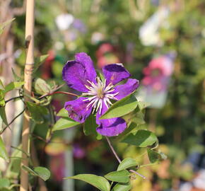 Plamének 'Neonka' - Clematis 'Neonka'