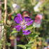 Clematis 'Neonka'.JPG