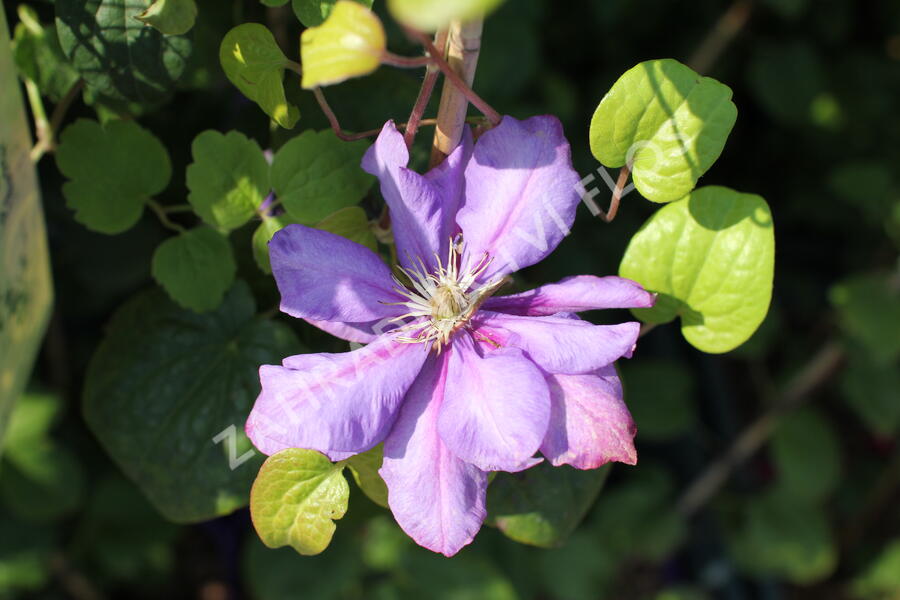 Plamének 'Krolowa Bona' - Clematis 'Krolowa Bona'