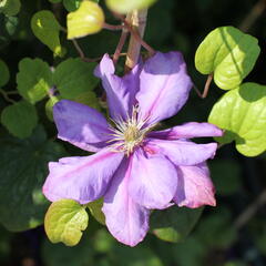 Plamének 'Krolowa Bona' - Clematis 'Krolowa Bona'