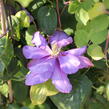 Plamének 'Krolowa Bona' - Clematis 'Krolowa Bona'