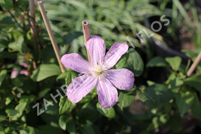 Plamének 'Comtesse de Bouchaud' - Clematis 'Comtesse de Bouchaud'