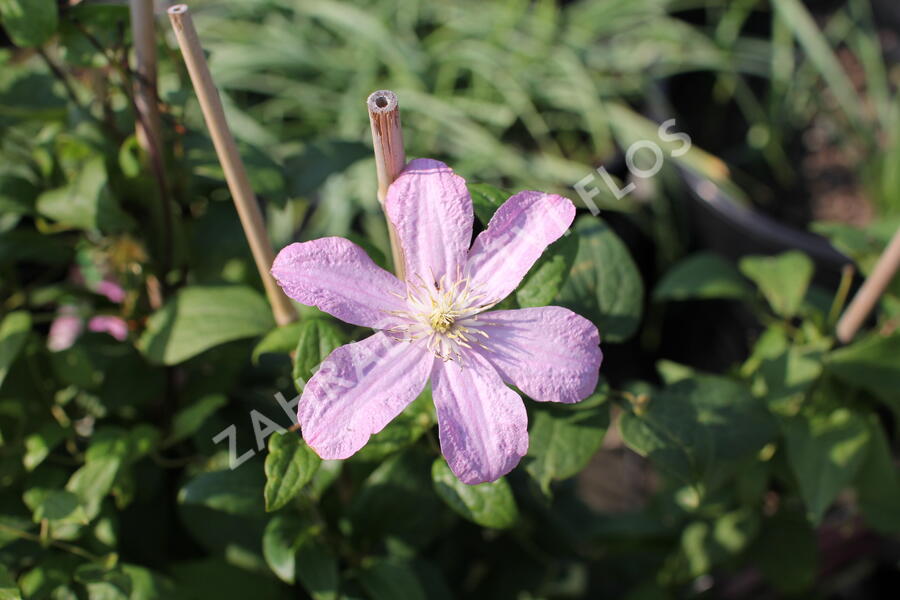 Plamének 'Comtesse de Bouchaud' - Clematis 'Comtesse de Bouchaud'