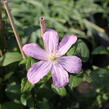 Plamének 'Comtesse de Bouchaud' - Clematis 'Comtesse de Bouchaud'